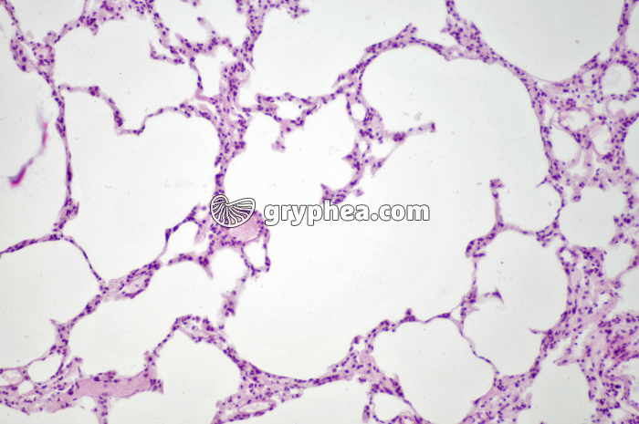 Poumon Rat x40 - gryphea.org